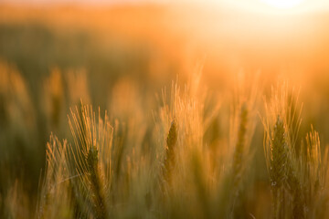 Fototapeta premium Golden wheat field during sunset. Summer.