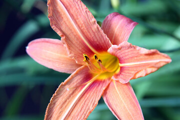 Beautiful orange lily flowers surrounded by green leaves