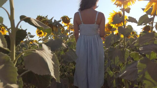a blue dressed woman is walking in sunflower field.