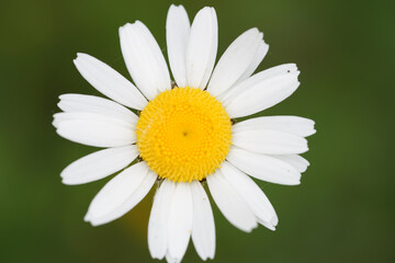 Obraz premium Makroaufnahme von einer Blume