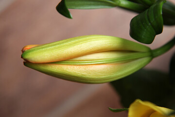 Obraz premium Beautiful orange lily flowers surrounded by green leaves