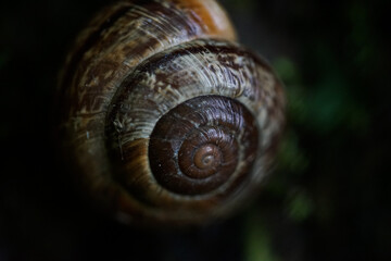 Markoaufnahme von Schneckenhaus