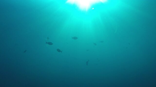 Underwater video with ish and sunburst in ocean