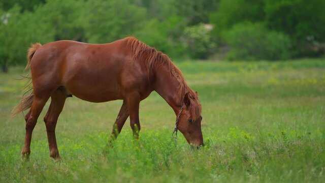 Beautiful horse is eating green grass near the village in cloudy spring day.