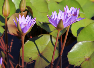 Closeup of purple water lily flowers on lily pads in water