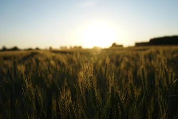 Deurstickers Weizenfeld beim Sonnenuntergang © Felix