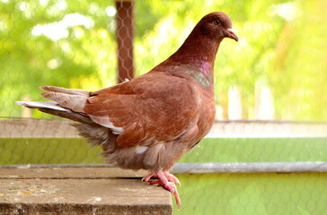 Image of French Mondain fancy pigeon.