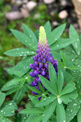Bright Lupin flowers and plant in Jersey, United Kingdom