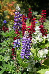 Bright Lupin flowers and plant in Jersey, United Kingdom