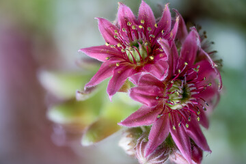 Blühendes Sempervivum, Hauswurz, Closeup