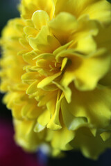 Beautiful yellow marigold flowers with water droplets