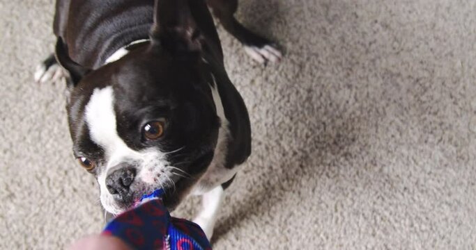 Boston Terrier Dog Tugging Chew Toy POV