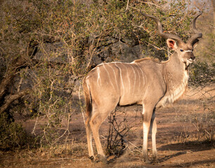 Antilope
