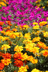 Closeup of orange and yellow marigold flowers surrounded by green leaves in a garden setting