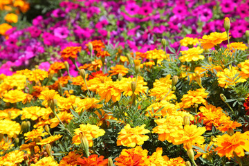 Closeup of orange and yellow marigold flowers surrounded by green leaves in a garden setting