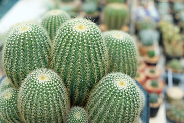 cactus in the garden