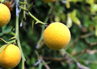 Close up photo of yellow fruits of Bitter Orange, or Trifoliate Orange (Poncirus trifoliata).
