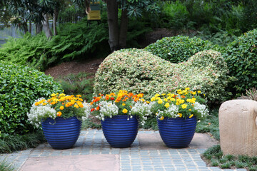 Display of beautiful yellow and orange marigold flowers in blue pots