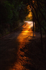 Obraz premium road in sunset light