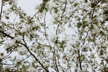 apple tree white flowers
