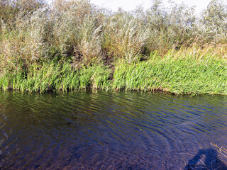 Beautiful summer landscape by the lake