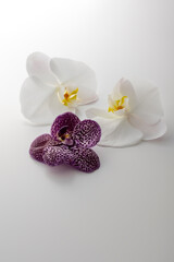 蘭の花のスタジオ撮影イメージ