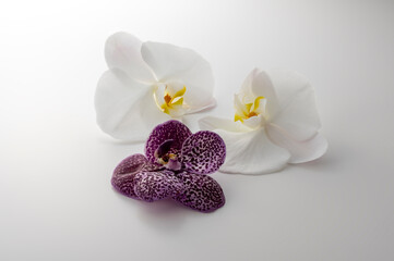 Fototapeta na wymiar 蘭の花のスタジオ撮影イメージ