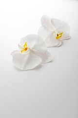 Fototapeta na wymiar 蘭の花のスタジオ撮影イメージ