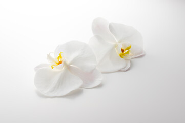 Naklejka na ściany i meble 蘭の花のスタジオ撮影イメージ