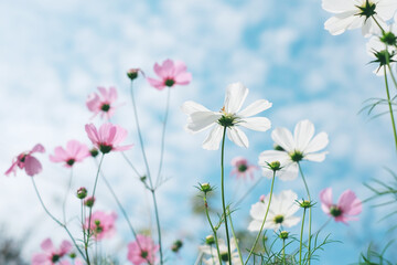 pink flowers in the field