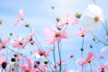 pink flowers in the sky