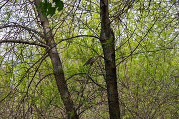 A forest bird in spring sits singing on a tree branch. Natural scene in the Park