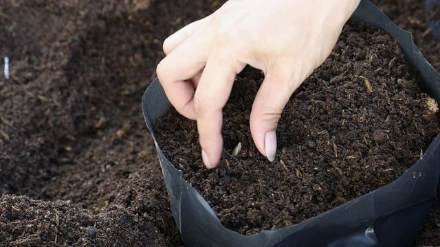 gardener's hands, a farmer planting seeds and plants in soil 
