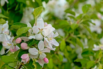 Big white spring prunus blossoms, selective focus.