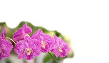 Fototapeta na wymiar Beautiful purple orchid flowers in garden setting