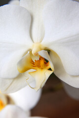 Detailed image of white orchid flower