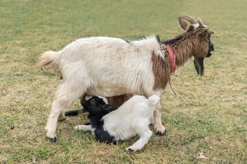 Obraz premium Mother goat is feeding newborn little goat