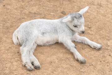 Small goat lying on the ground