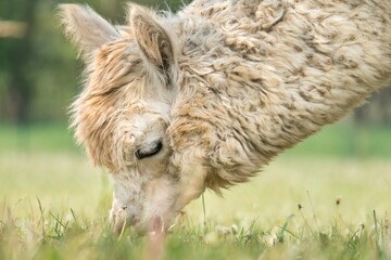 Naklejka na ściany i meble Fluffy llama on green grass background