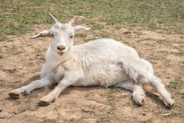 Naklejka na ściany i meble Cute goat lying on the ground