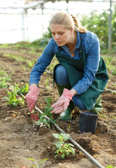 Fototapeta premium Female horticulturist with mattock working with pea and soy seedlings