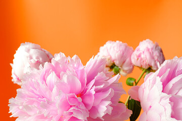 Pink peony flower smooth petals close up still isolated on an orange background