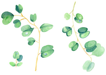 Eucalyptus watercolor botanical illustration for decoration