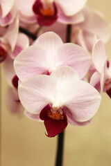 Beautiful display of pink and white orchid flowers