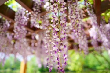 藤の花