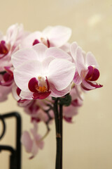 Fototapeta na wymiar Beautiful display of pink and white orchid flowers