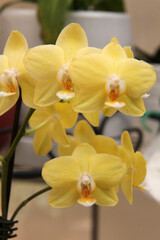 Fototapeta na wymiar Beautiful yellow orchid flowers surrounded by green leaves