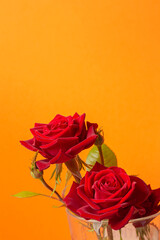 Red rose flower bouquet close up still isolated on an orange background