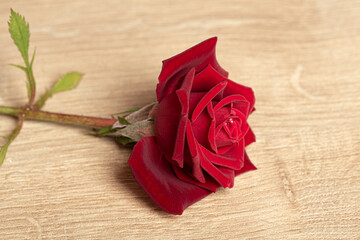 Red rose flower in bloom isolated on a wooden background