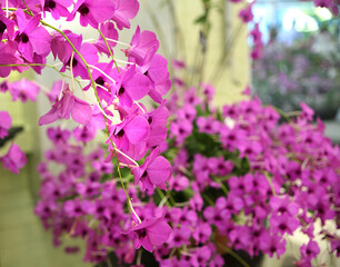 Obraz premium Beautiful orchid flowers in garden in Singapore